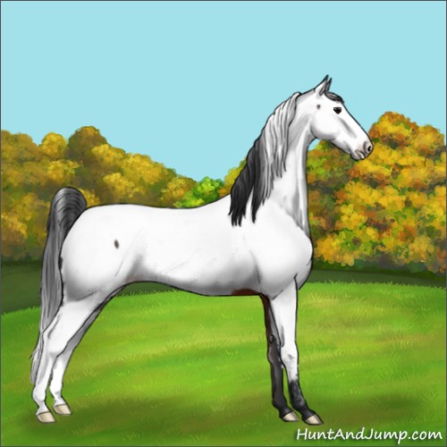 Horse Color:Brown Appaloosa 