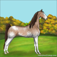 Horse Color:Gray White Spotted Buckskin Pearl Appaloosa