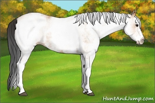 Horse Color:White Spotted Bay