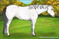 Horse Color:White Spotted Bay 