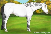 Horse Color:White Spotted Bay 