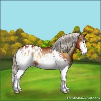 Horse Color:White Spotted Silver Bay Onyx Blanket Brindle 