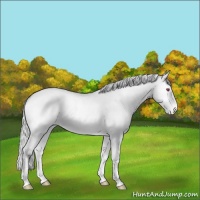 Horse Color:Silver Bay Chinchilla Onyx Appaloosa