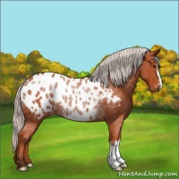 Horse Color:Silver Bay Near Leopard Rabicano 