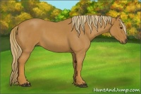 Horse Color:Red Roan 