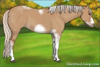 Horse Color:Silver Bay Dun Sabino Tobiano Frame Rabicano 