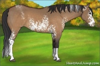 Horse Color:White Spotted Brown Dun Splash