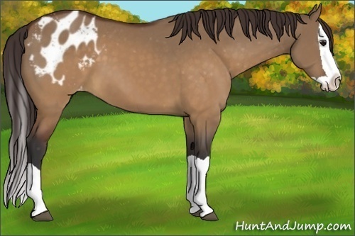 Horse Color:Brown Dun Splash Appaloosa 
