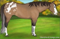 Horse Color:Brown Dun Splash Varnish 