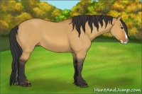 Horse Color:Bay Dun Splash 