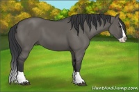 Horse Color:Grullo Splash 