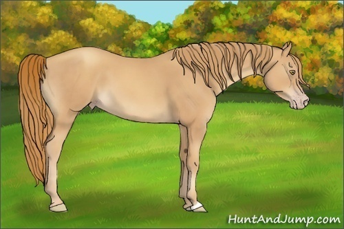 Horse Color:Gold Champagne 