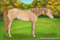 Horse Color:Gold Champagne