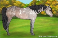 Horse Color:White Spotted Bay Ice