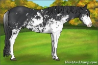 Horse Color:Black Sabino