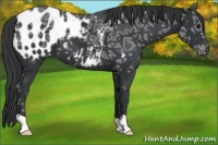 Horse Color:Black Ice Appaloosa 