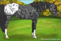 Horse Color:Black Ice Appaloosa 