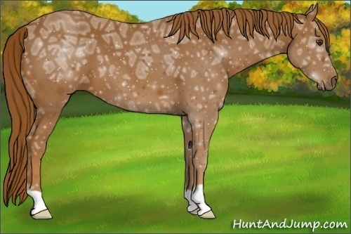Horse Color:Chestnut Ice 