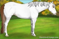 Horse Color:White Spotted Chestnut Ice 