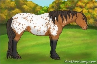 Horse Color:Bay Appaloosa 