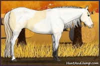 Horse Color:Buckskin Roan  and Buckskin Roan Appaloosa 