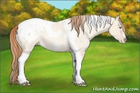 Horse Color:Gold Champagne Roan Dun Splash Tobiano Frame Appaloosa Rabicano 