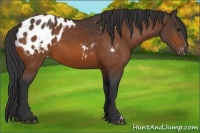 Horse Color:Bay Appaloosa