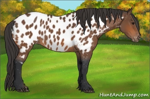 Horse Color:Bay Appaloosa 