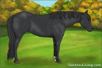 Horse Color:Black 