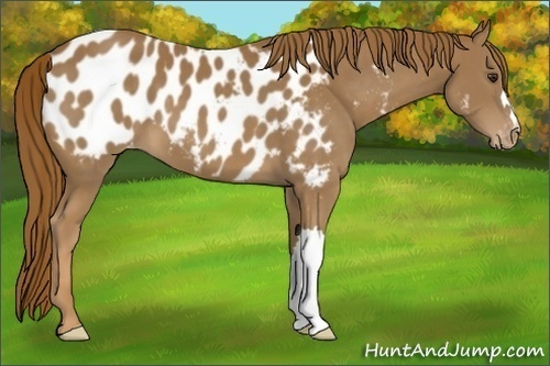 Horse Color:Chestnut Appaloosa 