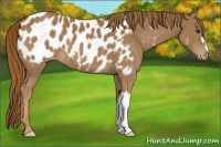 Horse Color:Chestnut Appaloosa 