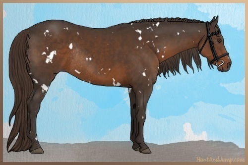 Horse Color:White Spotted Liver Chestnut Rabicano 