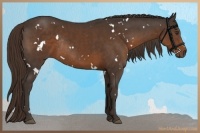 Horse Color:White Spotted Liver Chestnut Rabicano 