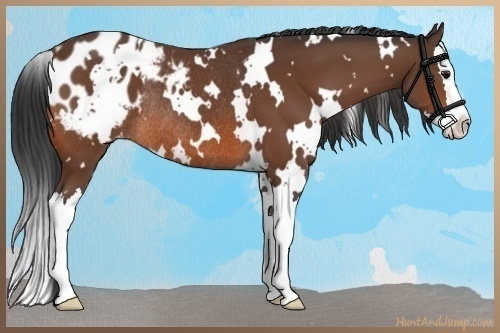 Horse Color:White Spotted Bay Splash Appaloosa Rabicano 