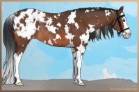 Horse Color:White Spotted Bay Splash Appaloosa Rabicano 