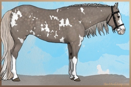 Horse Color:White Spotted Silver Black Sabino Splash