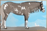 Horse Color:White Spotted Silver Black Sabino Splash 