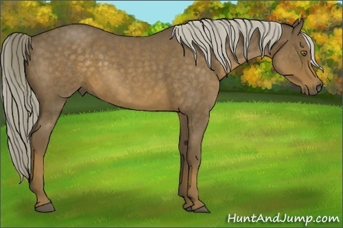 Horse Color:Chocolate Palomino Roan