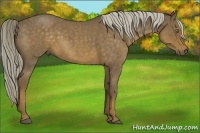 Horse Color:Chocolate Palomino Roan 