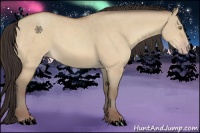 Horse Color:Amber Champagne Dun 