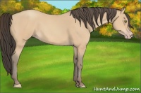 Horse Color:Amber Champagne 