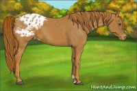 Horse Color:Chestnut Appaloosa