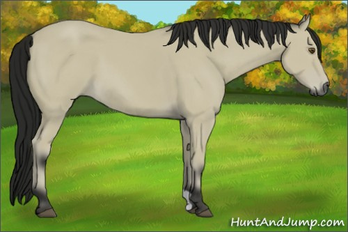 Horse Color:Gray Buckskin 