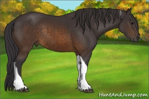 Horse Color:Buckskin Tobiano Rabicano