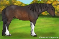 Horse Color:Buckskin Tobiano Rabicano