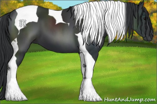 Horse Color:Black Tobiano 