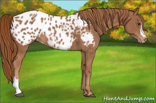 Horse Color:Chestnut Appaloosa 