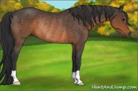 Horse Color:Brown Rabicano 