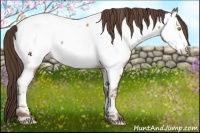 Horse Color:Amber Champagne Appaloosa 