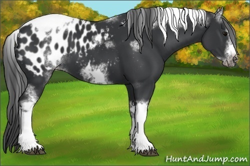Horse Color:White Spotted Black Splash Tobiano Frame Appaloosa 